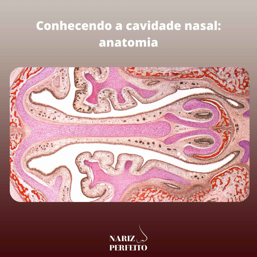 Conhecendo a cavidade nasal: anatomia
