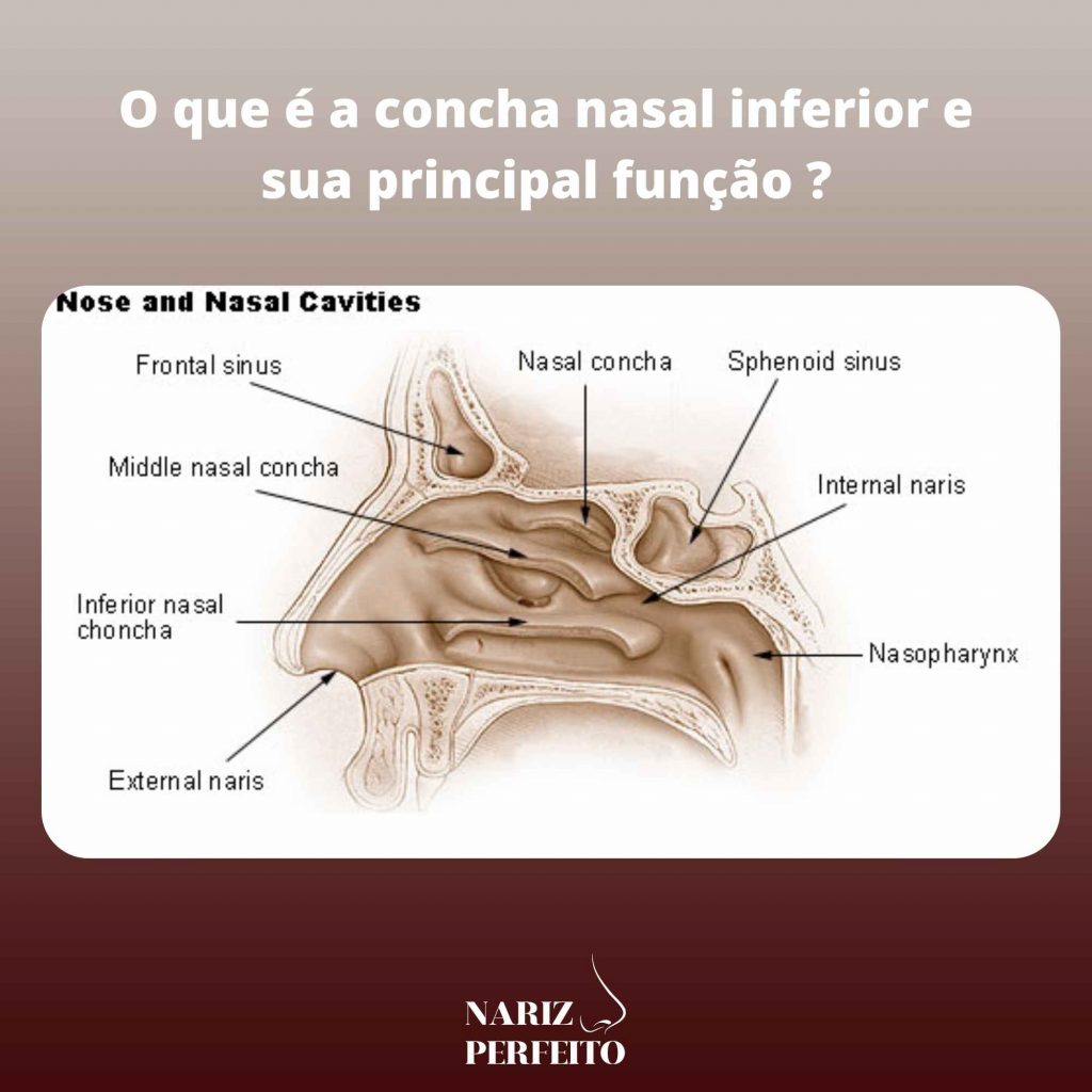 O que é a concha nasal inferior e sua principal função ?