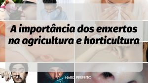 A importância dos enxertos na agricultura e horticultura